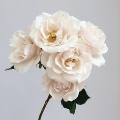 three white flowers in a vase on a table