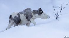 a stuffed animal is walking through the snow in front of a small tree with no leaves on it