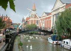 swans are swimming on the water in front of buildings