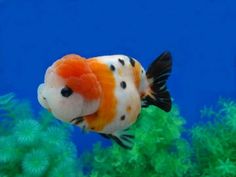 an orange and white fish with black spots on it's head in the water