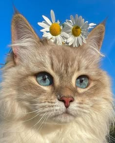 a close up of a cat with a flower on its head and sky in the background