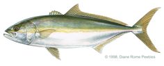 a drawing of a fish on a white background