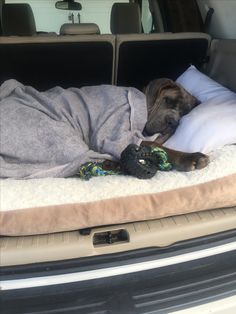 a dog laying in the back of a car with its head on a pillow and blanket