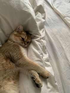 a cat laying on top of a white bed covered in sheets and pillows with its eyes closed