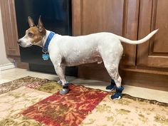 a dog standing on top of a kitchen floor