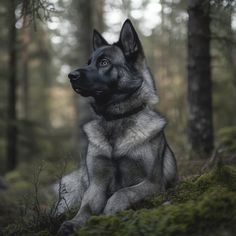 a black and gray dog sitting in the woods