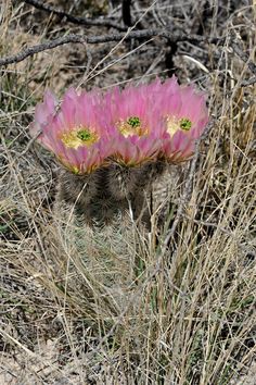 a cactus flower in the middle of dry grass and brush with another plant behind it