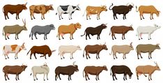 a large group of cows standing next to each other on a white background with black and brown ones