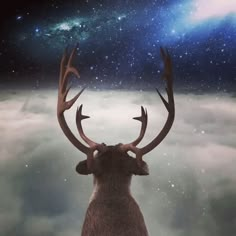 a deer with antlers standing in front of the stars and clouds, looking up at the sky