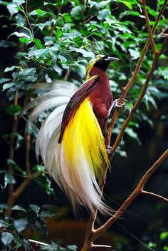 a colorful bird sitting on top of a tree branch