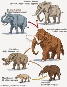 an image of different types of elephants