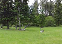 two sheep standing in the middle of a lush green field next to tall pine trees