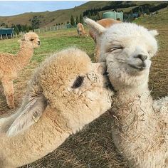 two baby llamas are playing with each other