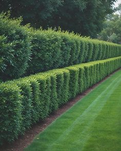 a long row of hedges in the middle of a lawn