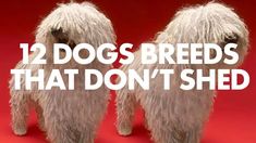 two dogs standing next to each other with the words 12 dogs breeds that don't shed