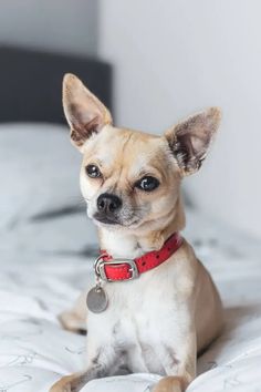 a small dog sitting on top of a bed