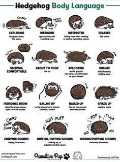 hedgehog body language chart with pictures and instructions for different types of hedgehogs