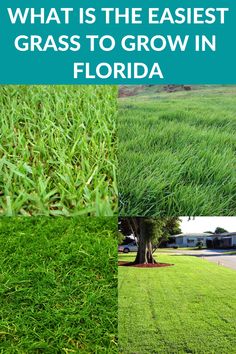 What Is The Easiest Grass to Grow In Florida Florida Grass Types, Florida Grass Alternative, Bermuda Grass Seed, Drought Tolerant Grass, Planting Grass Seed, Grass Alternative