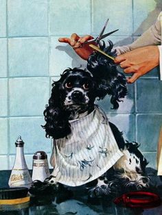 a dog getting his hair cut by someone with scissors and combs in it's mouth