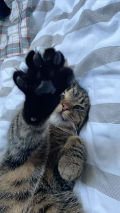 a cat laying on top of a bed with its paws up