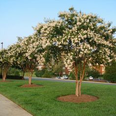 several trees with white flowers are in the grass near a sidewalk and some cars parked on the side walk