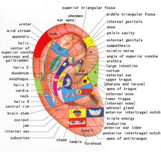 Piercing Pain Chart, Reflexology Techniques, Pain Chart, Pressure Point Therapy, Face Mapping, Yl Oils, Brain Stem