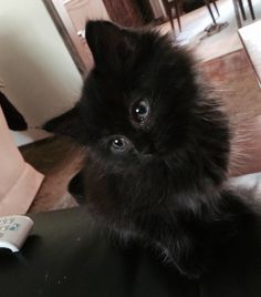 a black kitten sitting on top of a table next to a remote control