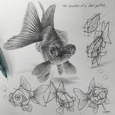 a pencil drawing of some fish with different shapes and sizes