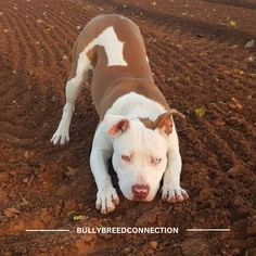 a brown and white dog laying on top of a plowed field with the words bullybreed connection above it