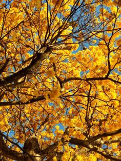 the branches of a tree with yellow leaves on it and blue sky in the background