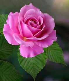 a pink rose with green leaves in the foreground