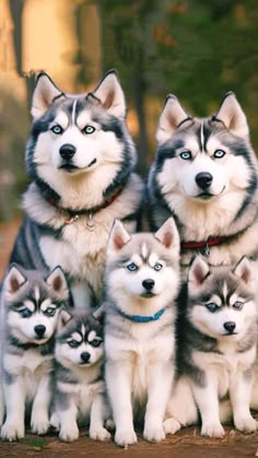 a group of husky dogs sitting next to each other