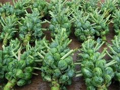 several bunches of broccoli sprouts growing on the ground