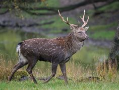 a deer with antlers walking through the grass