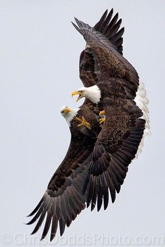 an eagle flying in the sky with its wings spread out and it's talon extended