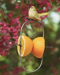 two oranges are being suspended from a bird feeder with a yellow bird on top