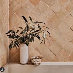 a potted plant sitting on top of a bath tub next to a tiled wall