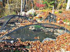 an outdoor pond surrounded by leaves and rocks