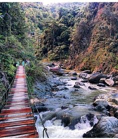 a suspension bridge over a river in the middle of a forest with people walking on it