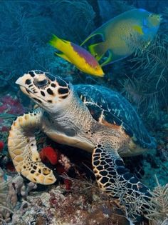 a green sea turtle swimming in the ocean next to some corals and tropical fish