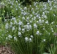 some white flowers are growing in the grass