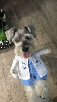 a small dog dressed up like a doctor