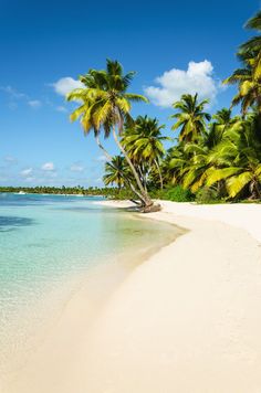 a beach with palm trees and clear blue water in the foreground, surrounded by white sand