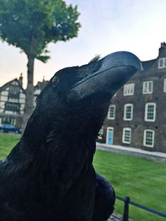 a large black bird sitting on top of a lush green field next to a building