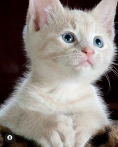 a white kitten with blue eyes laying down