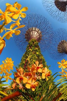 some very pretty yellow flowers and trees in the air with blue sky behind them at gardens by the bay