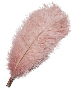 a pink feather on a white background