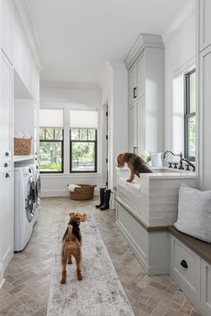 a dog is standing in the middle of a large laundry room with lots of windows