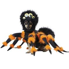 a dog dressed up in a spider costume