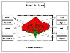 the parts of a flower labeled in their names and pictures with labels on each side